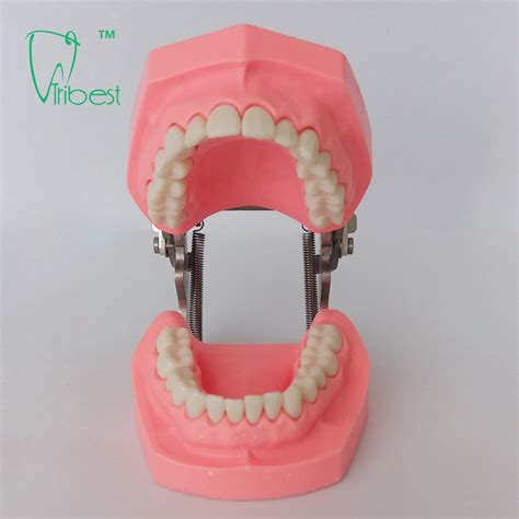 Dental Teeth Model Tribest Dental