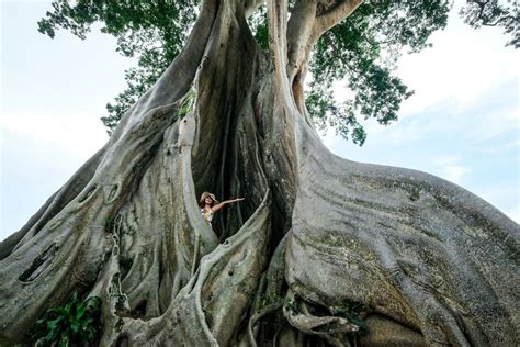 Kayu Putih Giant Tree Ancient Kapok Tree In Tabanan Bali Giant