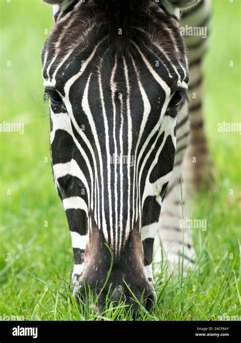 Grevy S Zebra Equus Grevyi Close Up Of The Top Of The Head Of A