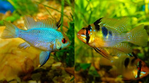 Electric Blue Ram Vs German Blue Ram Our Comparison