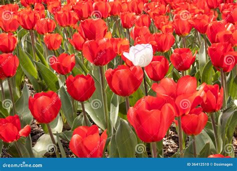 Field Of Red Tulips