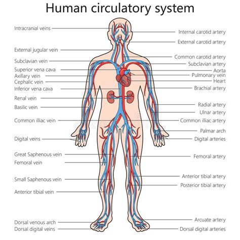 Labeled Human Circulatory System Stock Illustrations – 57 Labeled Human ...