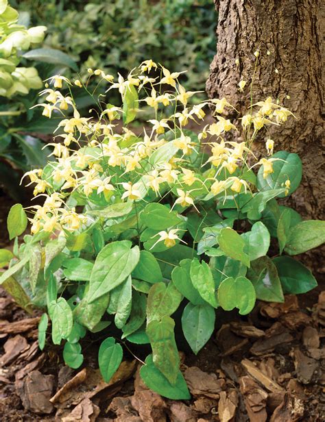 Epimedium Flowers of Sulphur - Tesselaar