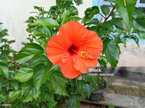 Hibiscus Flowers Or Kembang Sepatu Red Hibiscus Flower Hibiscus