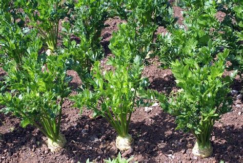 Celeriac growing in an agricultural land — Stock Photo © rose4 #80872186