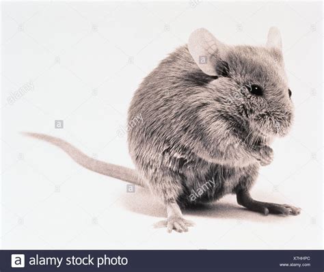 White Mouse Standing High Resolution Stock Photography And Images Alamy