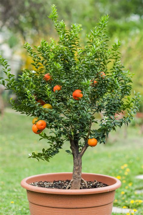 How To Grow Orange Trees In Containers Great For All Climates