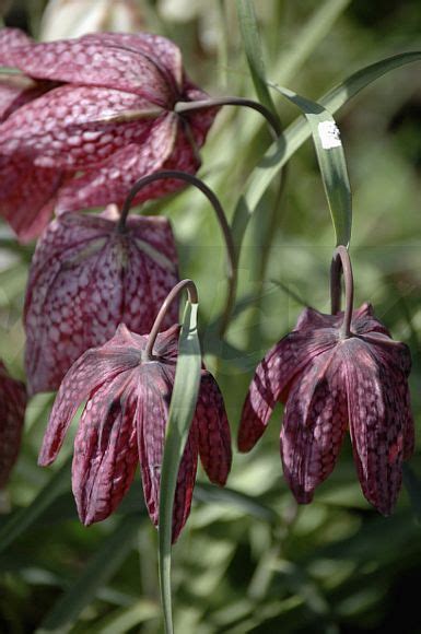 Image Close Up Of Purple Fritillaria Meleagris Ewa Stock Photo Library