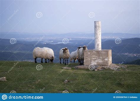 Sheeps Pacing Peacefully In The Mountains Of The Basque Country At