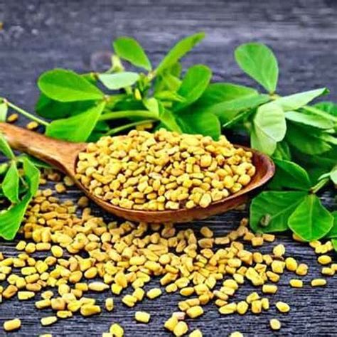 Healthy And Natural Organic Fenugreek Seeds Grade Food Grade At Best