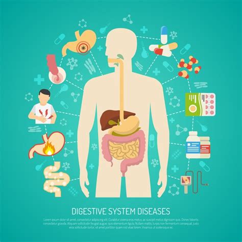 Sistema Digestivo Humano Ilustracion Del Vector Ilustracion De Ciego