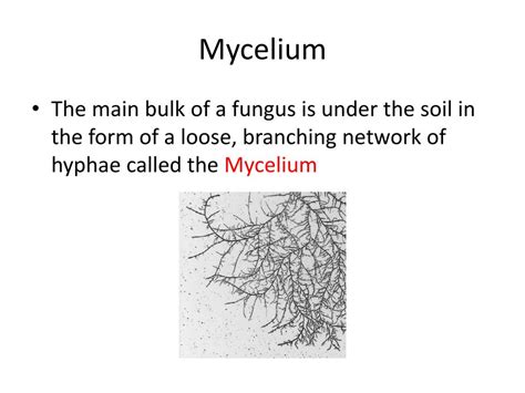 Ppt Section 53 Kingdom Fungi Pgs 152 158 Powerpoint Presentation