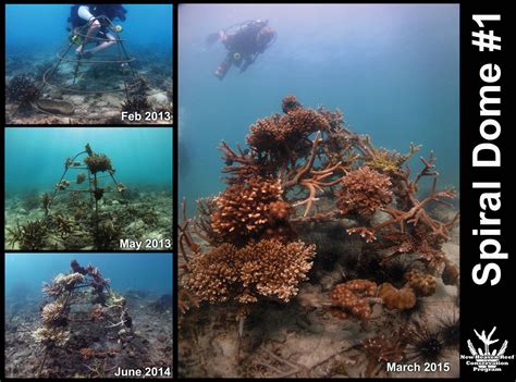 Evolution Of Artifical Reefs Chalok