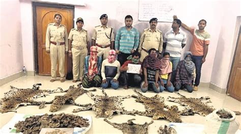 Six Held With Leopard Skin Pangolin Scales In Bhubaneswar