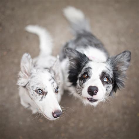 27+ Red Merle Blue Merle Border Collie Puppy Photo - Codepromos