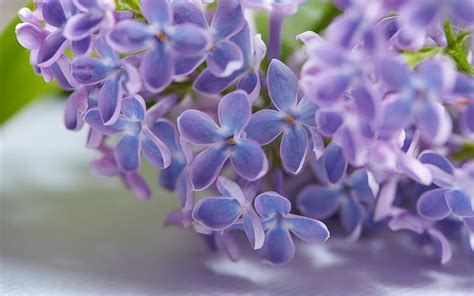 Lilacs Purple Flower Spring Pink Hd Wallpaper Peakpx