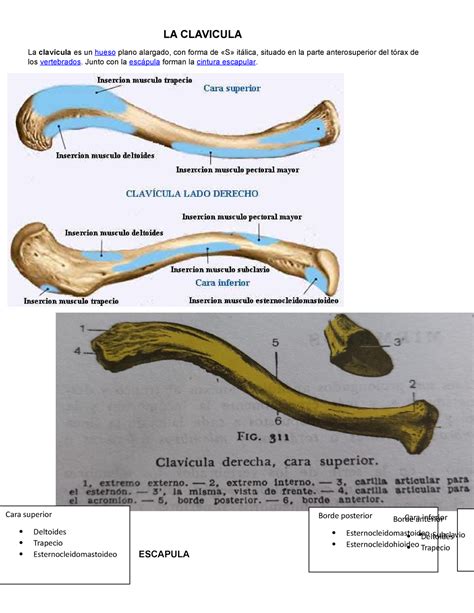 La Clavicula Anatomia La Clavicula La Clav Cula Es Un Hueso Plano