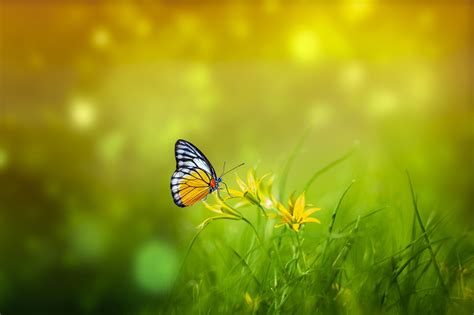 Spring Butterfly Bokeh - Free photo on Pixabay