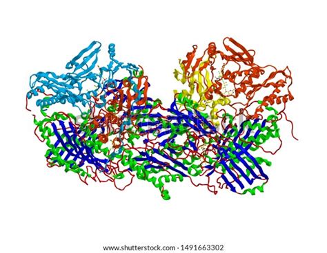 Molecular Structure Xanthine Oxidase 3d Rendering Stock Illustration 1491663302 | Shutterstock