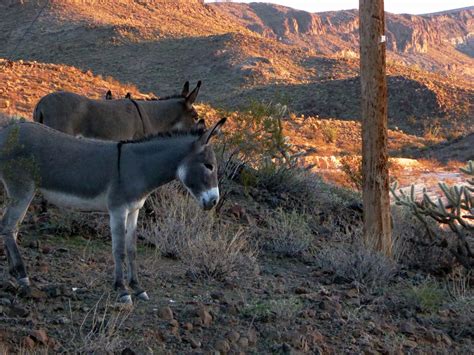 Two wild donkeys in the desert of Oatman, Arizona. Neatee designers had a BLAST feeding these ...