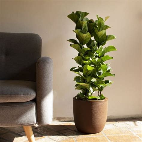 Curiosidades E Como Cuidar Da Ficus Lyrata Lirata Shopping Garden