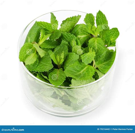 Fresh Peppermint Leaves In Glass Bowl Stock Photo Image Of Edible