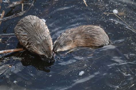 Download Muskrats Groomingin Water Wallpaper