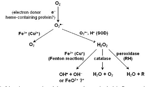 Fenton Reaction Mechanism