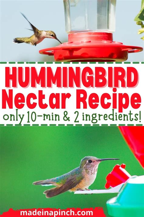 Easiest Homemade Hummingbird Food Recipe 2 Ingredients Recipe