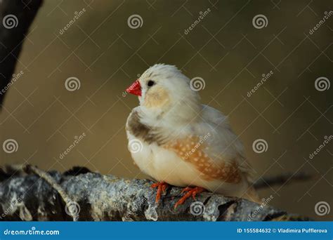 The Zebra Finch Taeniopygia Guttata Colour Mutation Stock Photo