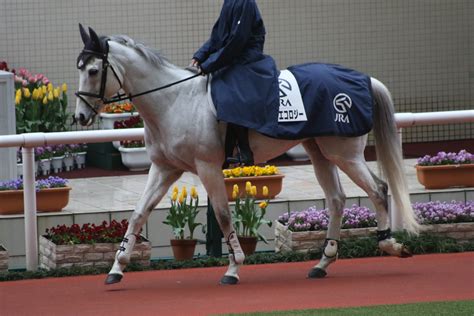 写真 新入りに超大型観戦時には注目して欲しい、阪神競馬場の誘導馬たち。 ウマフリ 競馬コラム＆ニュース