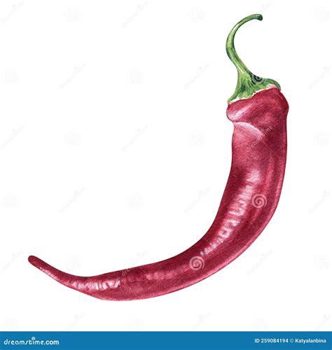 Red Chili Hot Pepper Watercolor Illustration Isolated On White Background Stock Photo Image