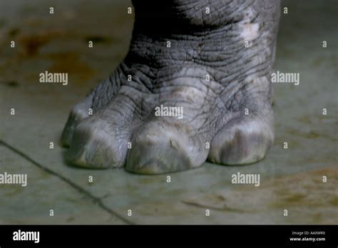 Hippopotamus Hippopotamus amphibious; Also Called: Hippo; big foot Stock Photo - Alamy