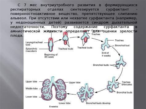 Развитие дыхательной системы - презентация онлайн
