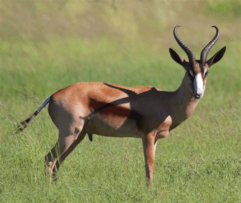 Limpopo Springbok Slam Hunt Package 5 Days 1 Hunter 1 Ph South