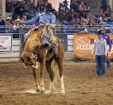 Scottsdale Rodeo 2018 7 Marni Patterson Flickr