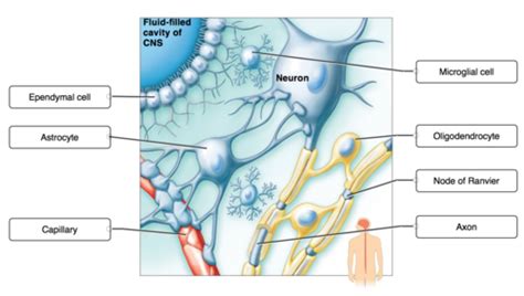 Nervous System Flashcards Quizlet