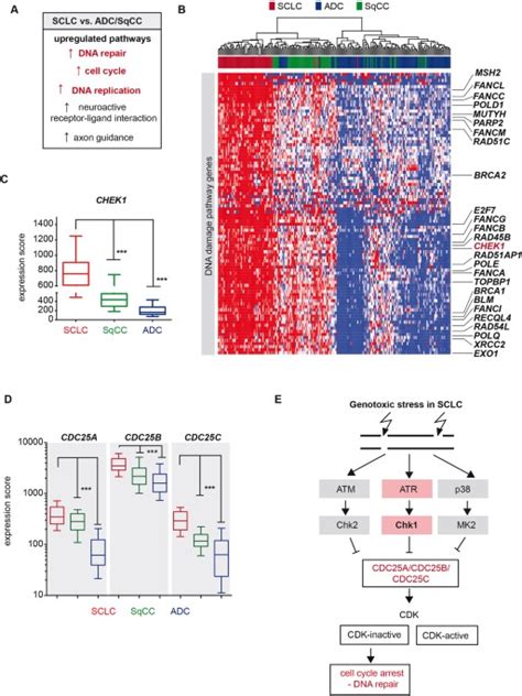 Targeting A Non Oncogene Addiction To The Atrchk1 Axis For The