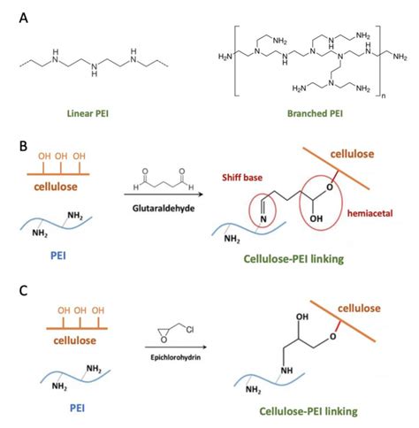 Linear And Branched Pei A Pei Cellulose Cross Linking By