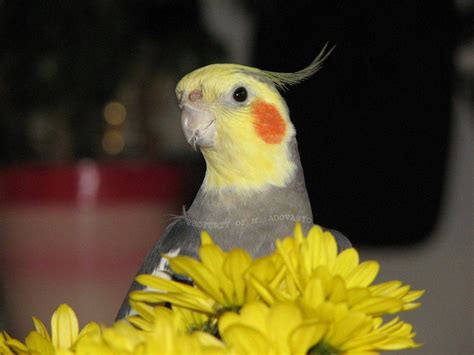 Cockatiel Wallpapers - Wallpaper Cave