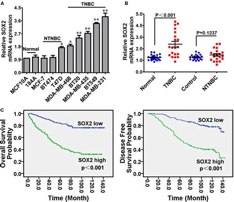 Frontiers Sox2 Promotes Cell Proliferation And Metastasis In Triple