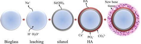 Schematic Illustration Of The Surface Stages 1 5 Reactions On Download Scientific Diagram