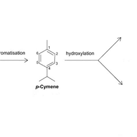 Pdf Phenolic Compounds And Antimicrobial Properties Of Mint And Thyme