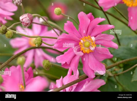 Anemone Hupehensis Var Japonica Pamina An Mona Japonesa Fotograf A De