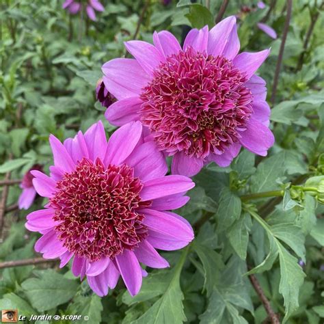 Les Dahlias Du Parc Floral D Orl Ans Le Jardinoscope Toute La