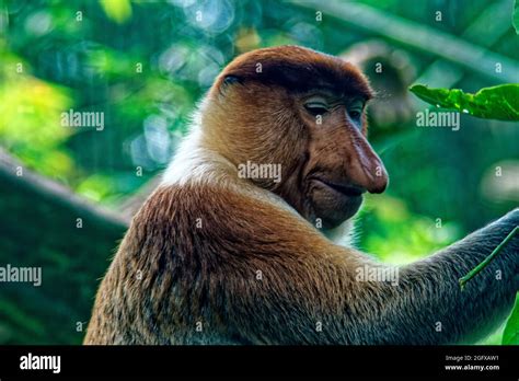 Proboscis Monkey, Singapore Zoo Stock Photo - Alamy