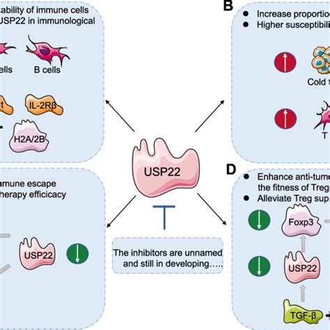 The Effect By Targeting Inhibition Of USP14 On Anti Tumor Immune