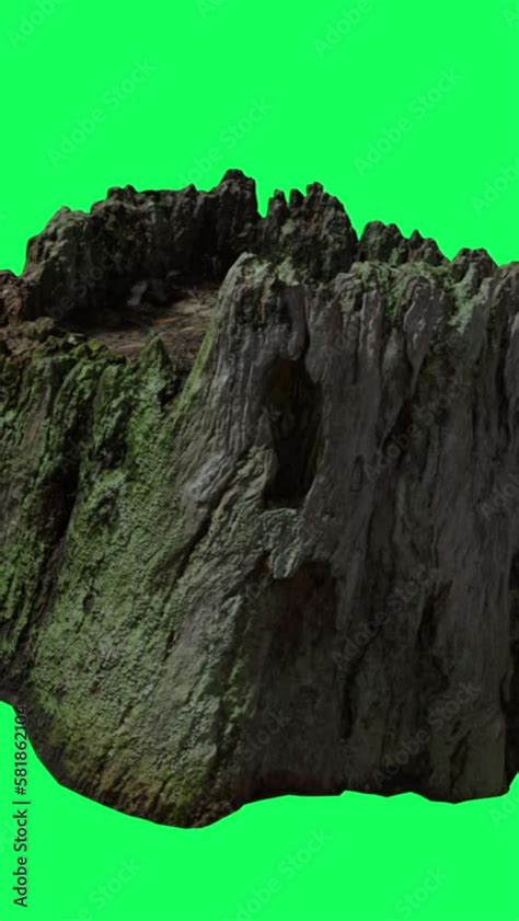 Vertical Video Animation Of Old Abandoned Tree Stump In The Woods On