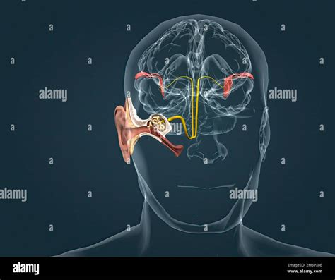 La Corteccia Uditiva Il Sistema Sensoriale Per Il Senso Dell Udito