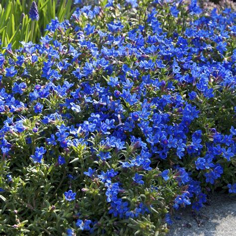 Lithodora Diffusa Heavenly Blue Recherche Google Blue Plants